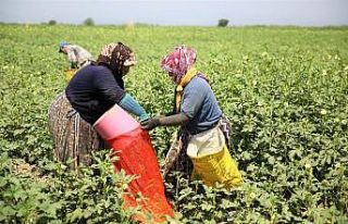 Kütahya’da yılda 250 ton bamya üretiliyor