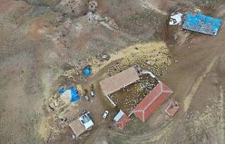 Kuzuların annelerine kavuşma sevinci drone ile görüntülendi