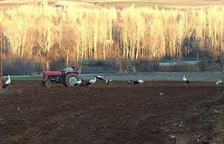 Leyleklerin beslenme çabası