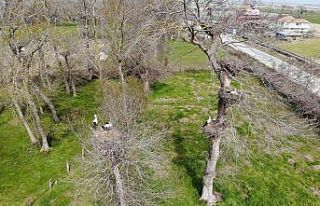 Leyleklerin eşleri geldi, yuvalar şenlendi