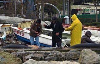 Limanların büyümesi ile av alanları azalan balıkçıklar...