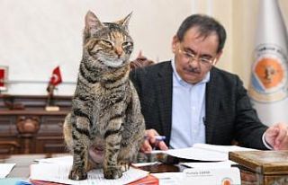 Makamda bir kedi: ’Mayıs’