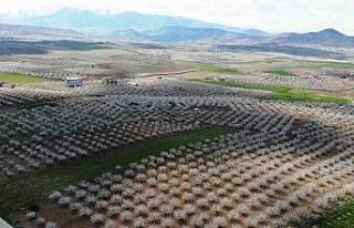 Malatya kayısıdan gelinlik giydi