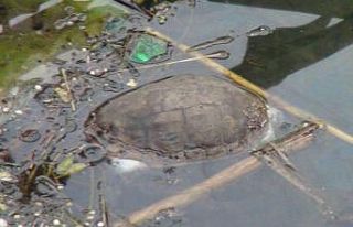 Manavgat Sanayisinde balık ölümleri