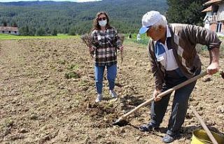 Manavgat’ta üreticilere 3 bin adet lavanta fidesi...