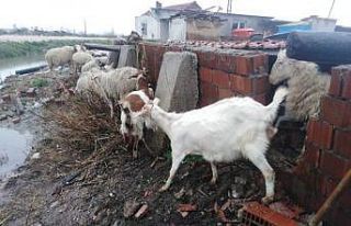 Manisa İtfaiyesi mahsur kalan hayvanların da kurtarıcısı...