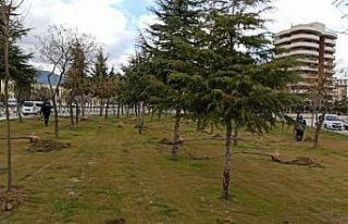 Manisa’da 3 günde tam 450 tane ağaç dikildi