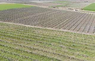 Manisa’da üzüm bağlarını don vurdu