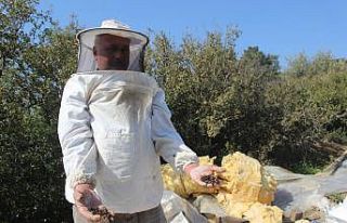 Manisa’da zehirlenen binlerce arı telef oldu