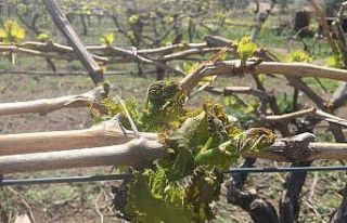 Manisa’nın 9 ilçesine zirai don uyarısı