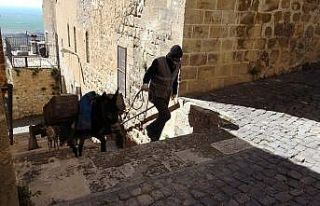 Mardin’in ’kadrolu eşekleri’ iş başında