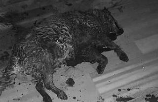 Marmara adasında Pitbull dehşeti