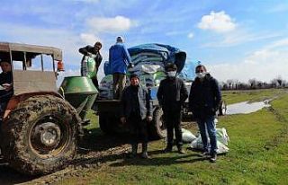 Meralarda gübreleme devam ediyor
