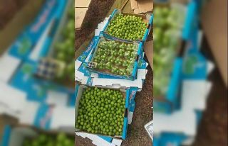 Mersin’de erik hasadı başladı