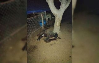 Mersin’de zehirlenen 14 koyun telef oldu