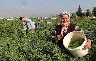Mersin’den Irak’a ihraç edilen baklada hasat...