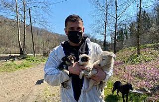 Milli sporcular sokak hayvanları için seferber oldu