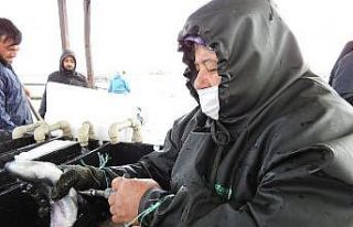 Milyonlarca balık tek tek aşılanıyor