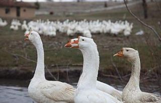 Mühendisliği bırakıp kaz çiftliği kurdu