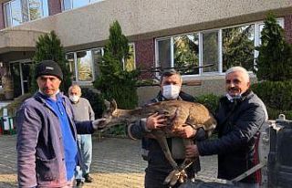 Muhtar karacayı köpeklere yem olmaktan kurtardı