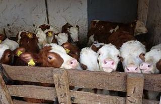 Muş’ta 100 bin buzağı doğumu bekleniyor