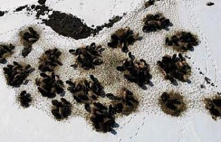 Muş’ta besicilerin zorlu kış mesaisi uzadı