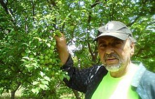 Mut eriği Rusya ve Dubai’ye gönderiliyor