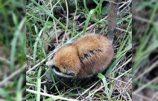 Nesli tehlikede olan Ağaç Yediuyuru Balıkesir’de...