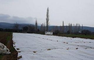 “Nâzende” fasulyesinin ekimine başlandı