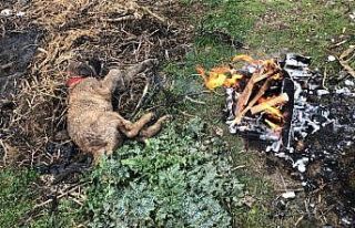 Ölmek üzere olan yavru köpeğe çiftçi sahip çıktı