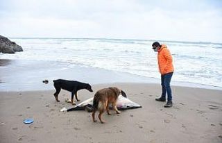 Ölü yunus sahile vurdu