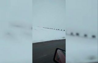 Onlarcası bir arada görüntülendi, görüntüler...