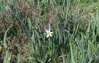 Önlem alınmazsa nergisler yok olacak