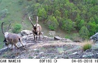 Ordu’da fotokapanlara vaşak ve yaban keçileri...