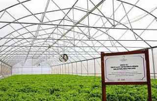 Ordu’da kışlık sebzeler yüz güldürdü