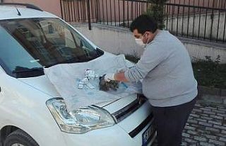 Ordu’da yüksekten düşen kedi, ilk yardıma rağmen...