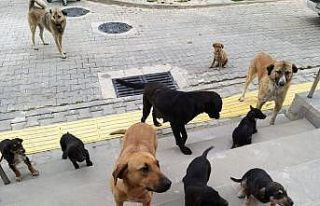 Orhaneli’de sahipsiz köpekler toplandı
