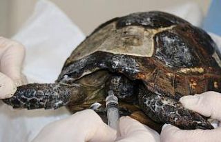 Orman yangınında alevlerin arasından kurtarılan...