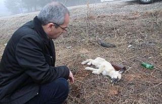 Ormana terk edilen sokak hayvanlarına kaymakam şefkati