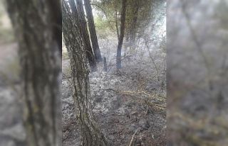 Ormanda 5 farklı noktada yangın çıktı, 1 kişi...