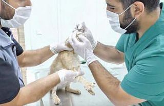 Ortahisar sokak hayvanlarını tedavi ettiriyor