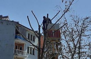 Osmancık’ta belediye ekipleri ağaçları buduyor