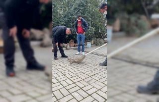 Otomobilin çarptığı kediyi polis kurtardı