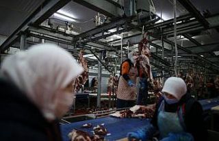 (Özel) 400 kadın kasap her gün 150 ton et işliyor