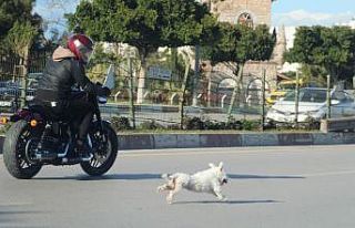 (ÖZEL) Antalya’da sahibini kaybeden köpek trafiği...