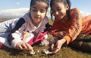 (Özel) Bitlis’te kardelen ve çiğdemler çiçek...