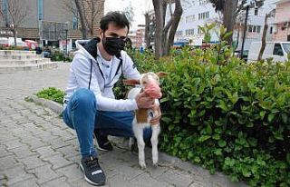 (Özel) İzmir’in maskotu maskeli keçi