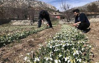 (ÖZEL) Koruma altındaki kardelenler Hollanda ve...