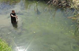 (ÖZEL) Su kanalındaki çok sayıda balık telef...