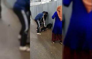 (Özel)- Sultanbeyli’de pitbull dehşeti: Sokak...